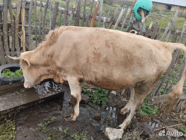 Быки большой торг