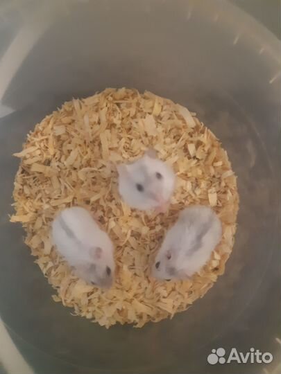 Джунгарский хомяк