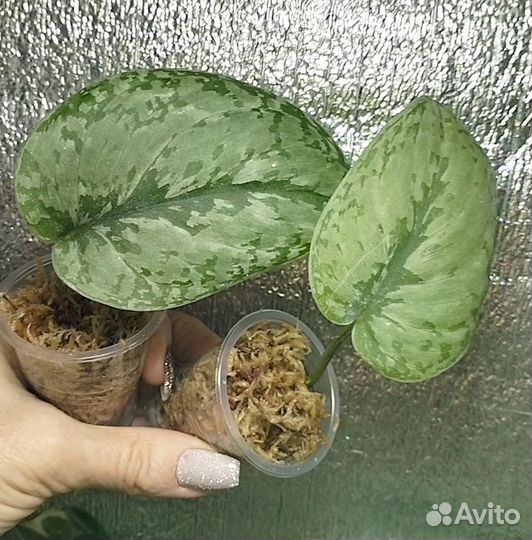 Сциндапсусы