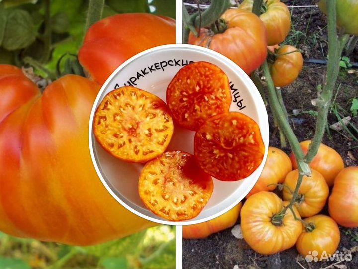 Семена коллекционных томатов крупноплодные и бифы