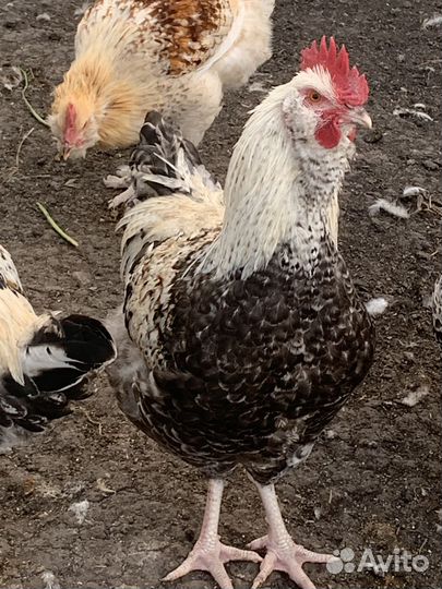 Продам молодых петушков