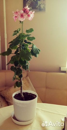 Комнатные растения и срезы пеларгоний