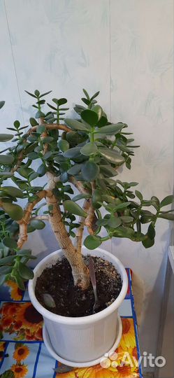 Крассула толстянка денежное