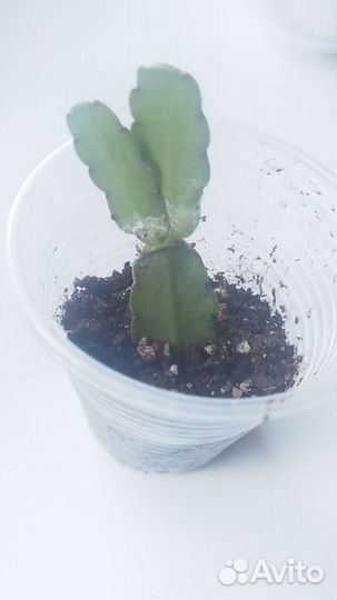 Рипсалидопсис Sirius