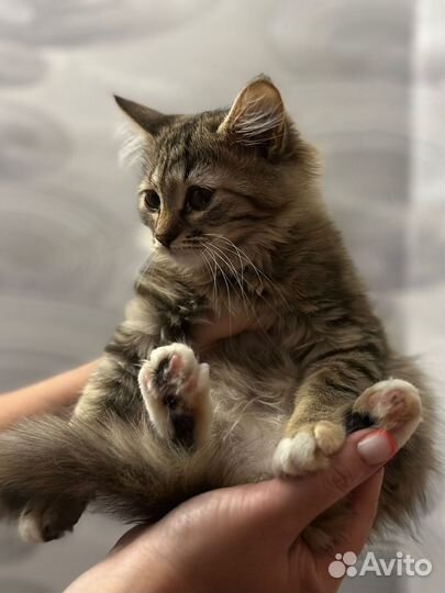 Кошечка в добрые руки