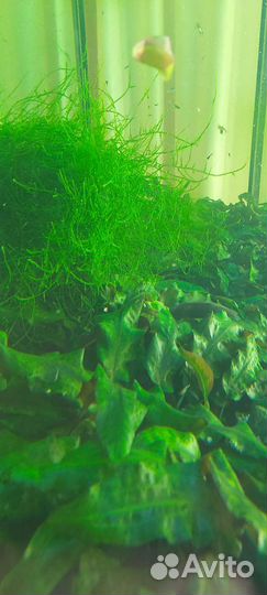 Аквариум с тумбой Vision 240