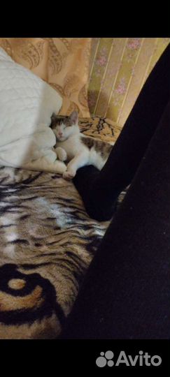 Кошка в дар