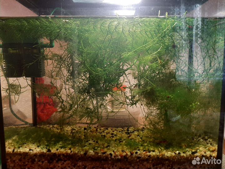 Водоросли для аквариума