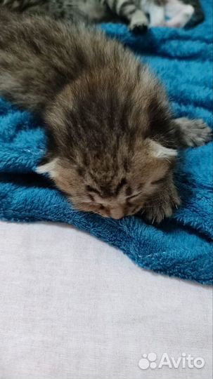 Шотландские вислоухие