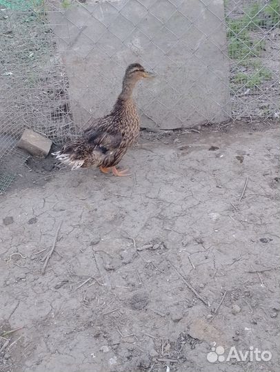 Гусята и утки