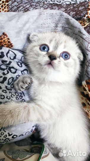 Шотландская