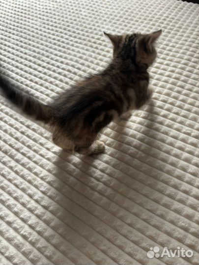 Шотландская кошечка