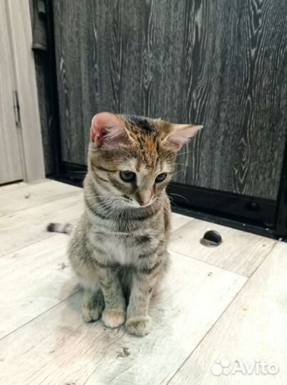 Котёнок