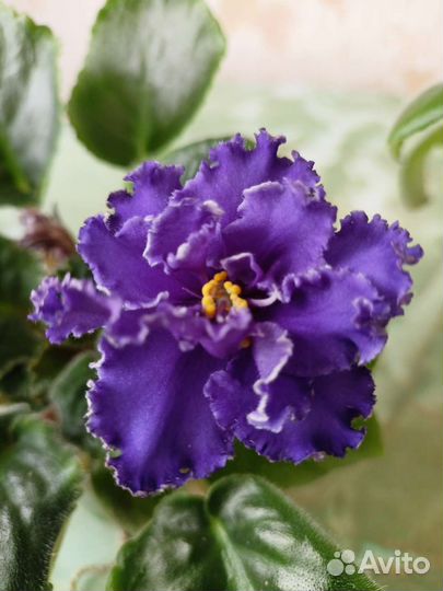 Сортовые фиалки