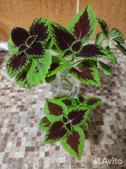 Черенки колеуса