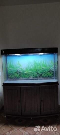 Аквариум с новой тумбой