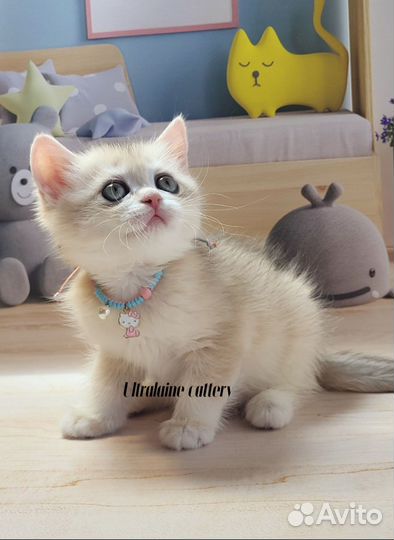 Девочка голубое золото