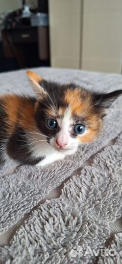 Котятки в дар