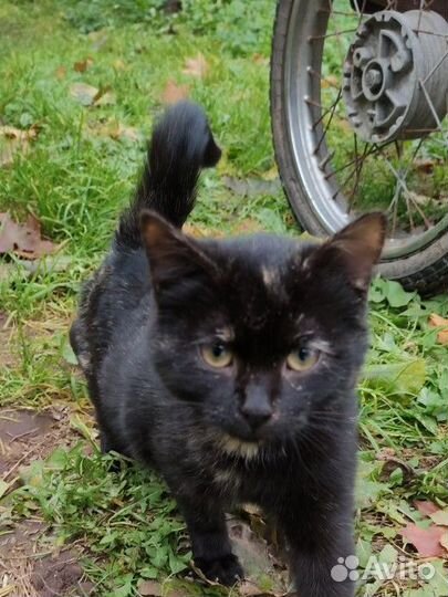 Котенок окрас 