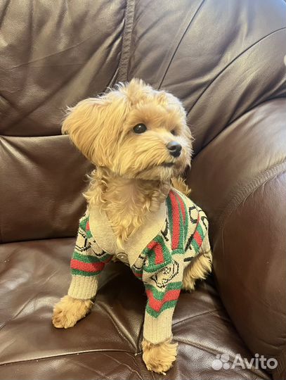 Собака для фотосессий мальтипу мини