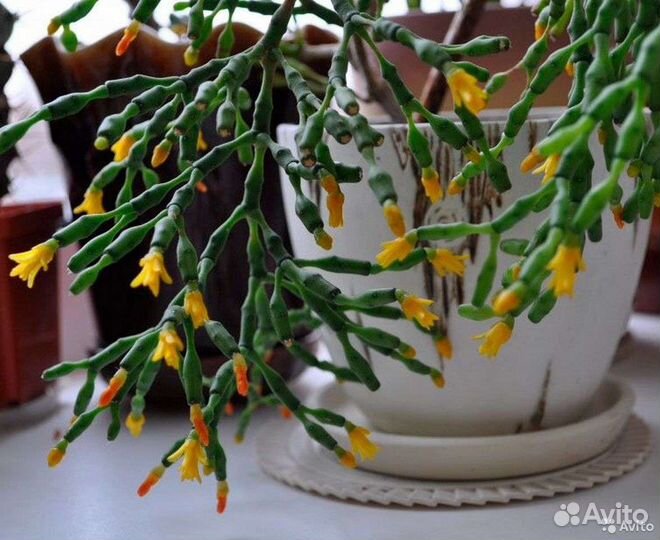 Хатиора укорененная