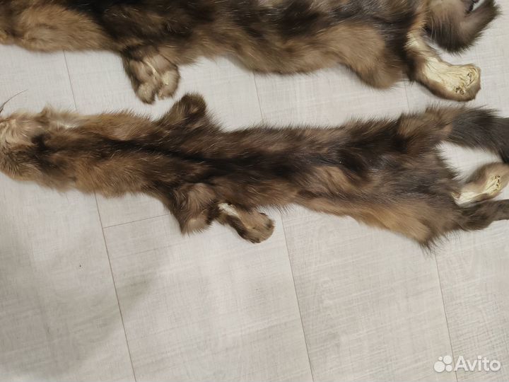 Шкурки соболя