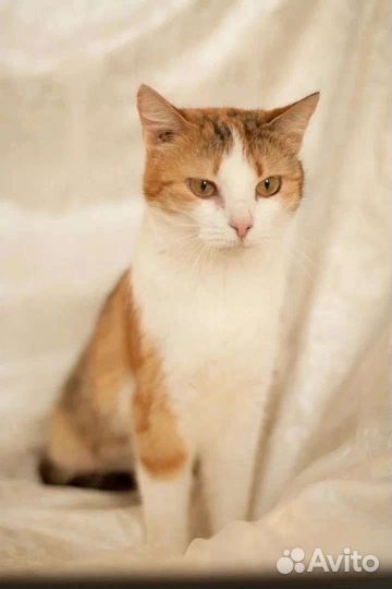 Кошечка Рыжуля