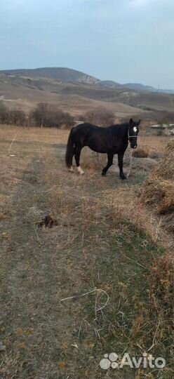 Жеребчик тяжеловоз