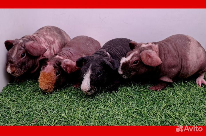 Морская свинка скинни