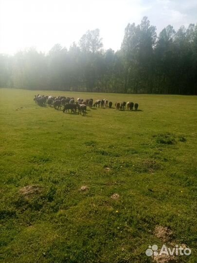 Стрижка Овец,Альпак