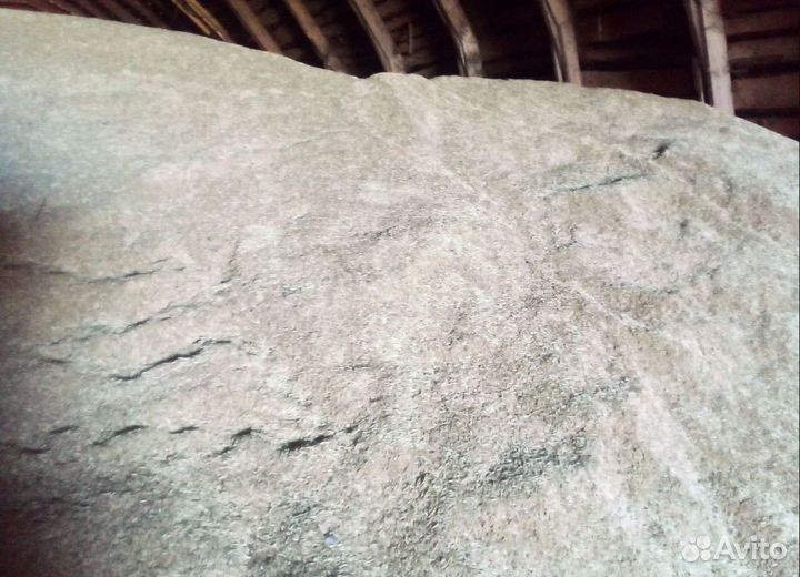 Подсолнечник, Кормовая кукуруза на корм