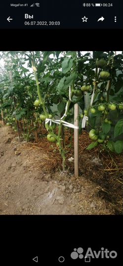 Рассада помидор