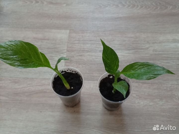 Комнатные цветы. Спатифиллум Домино