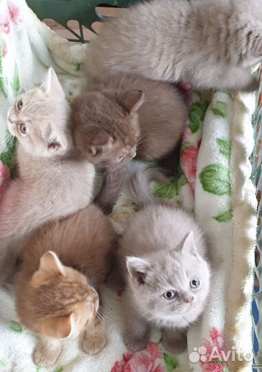 Британские котята. Циннамон, лиловые