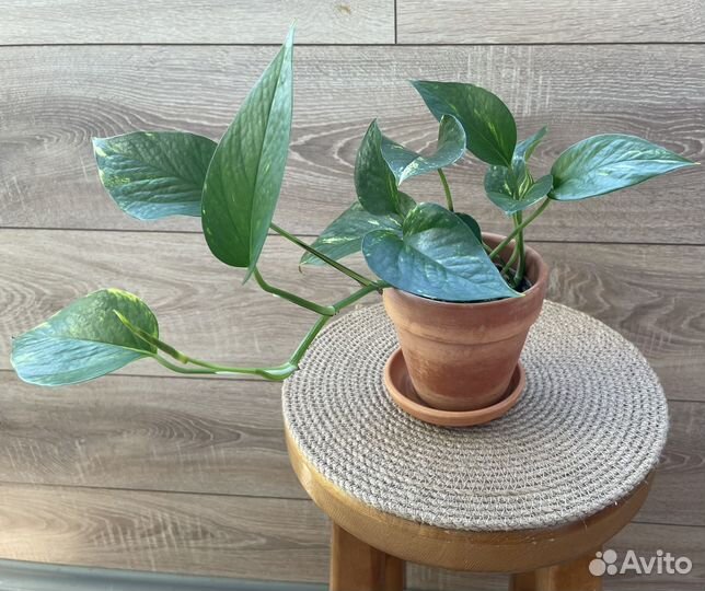 Сциндапсус эпипремнум золотистый