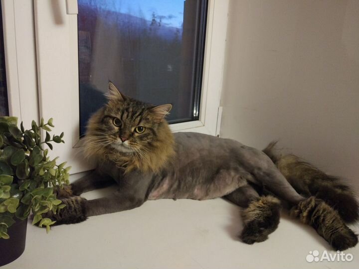 Стрижка собак и котов (груминг)