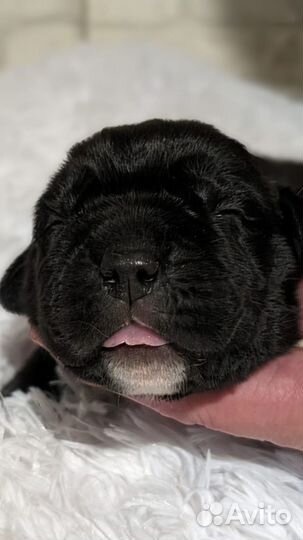 Щенки Кане-Корсо