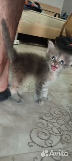 Кошечки ищут хозяев