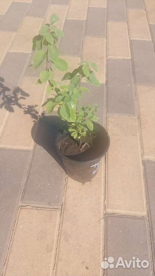 Спирея березолистная