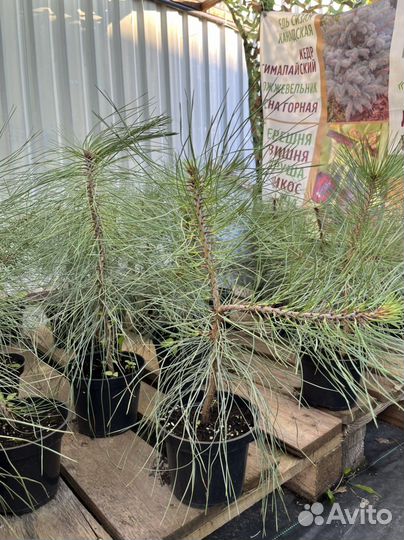 Саженцы сосна желтая