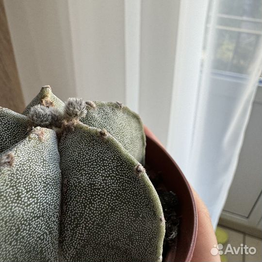 Кактус Astrophytum myriostigma (D-9 см)