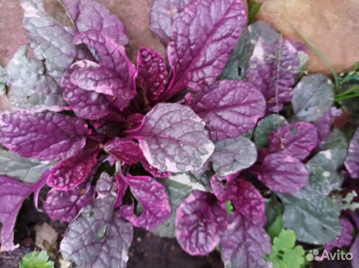 Живучка ползучая