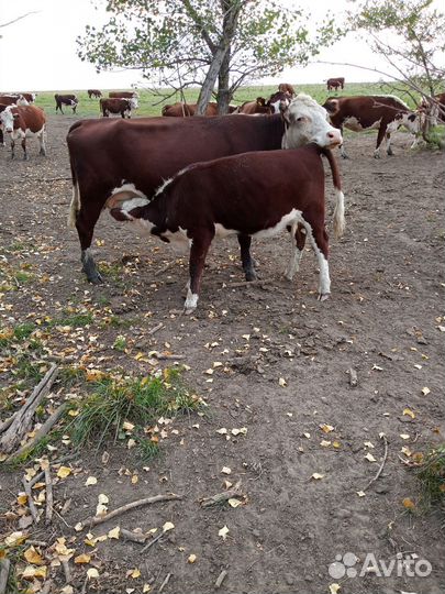 Телки казахско-белоголовые