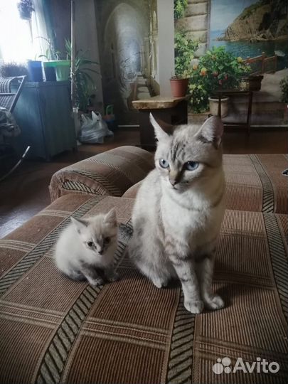 Котенок девочка отдадим в добрые руки