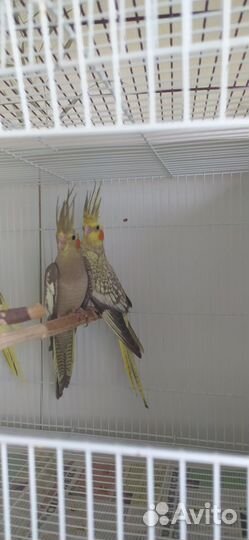 Попугай корелла птенецы