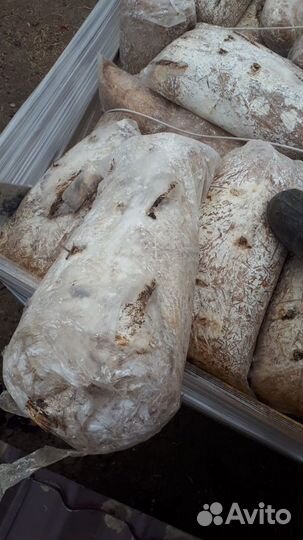 Отработанные грибные блоки