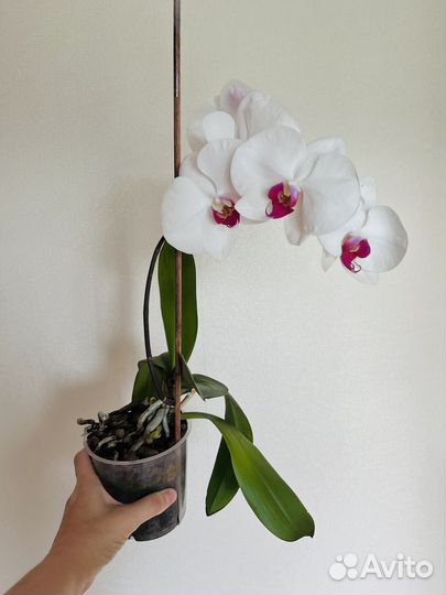Орхидея фаленопсис