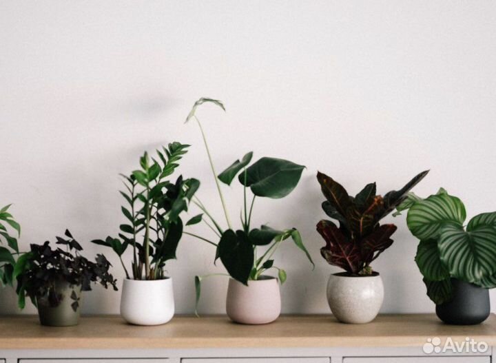 Комнатные цветы