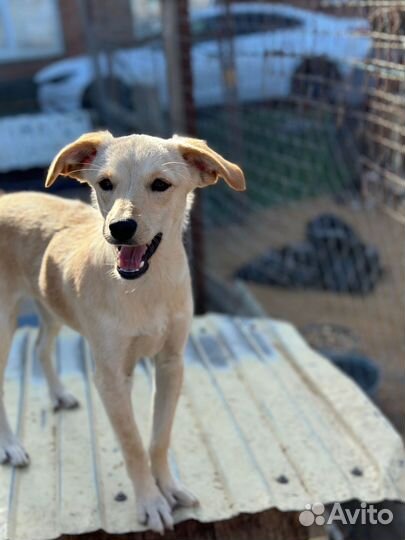 Отдам в добрые руки