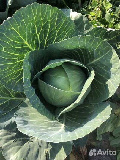 Капуста оптом